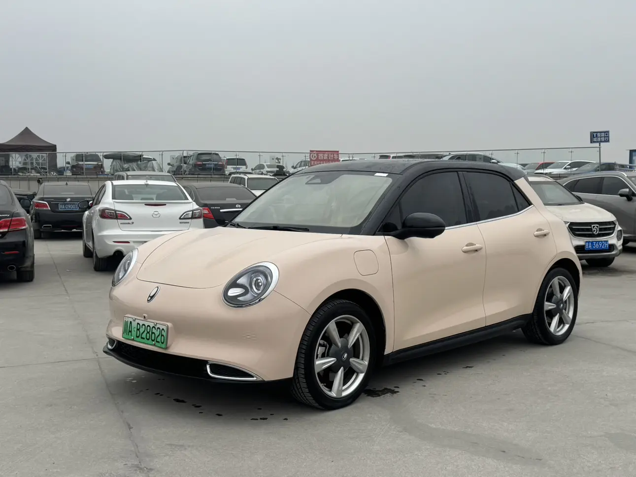 ORA Euler good cat  из Китая