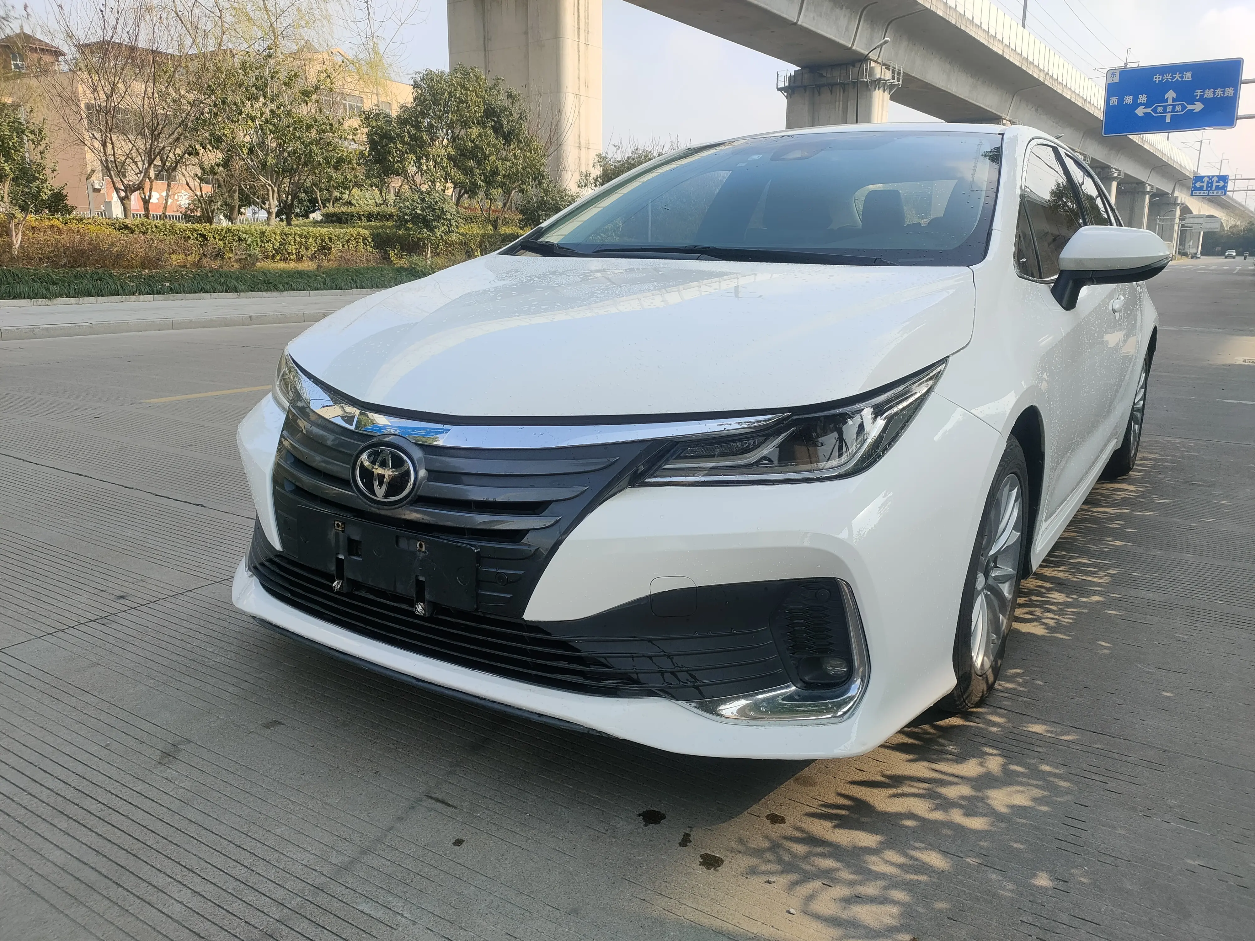 Toyota Asiatic lion
