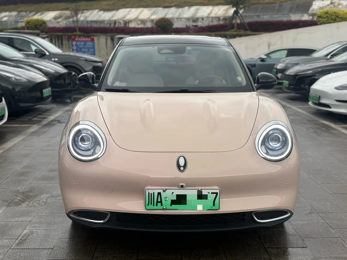 ORA Euler good cat  из Китая