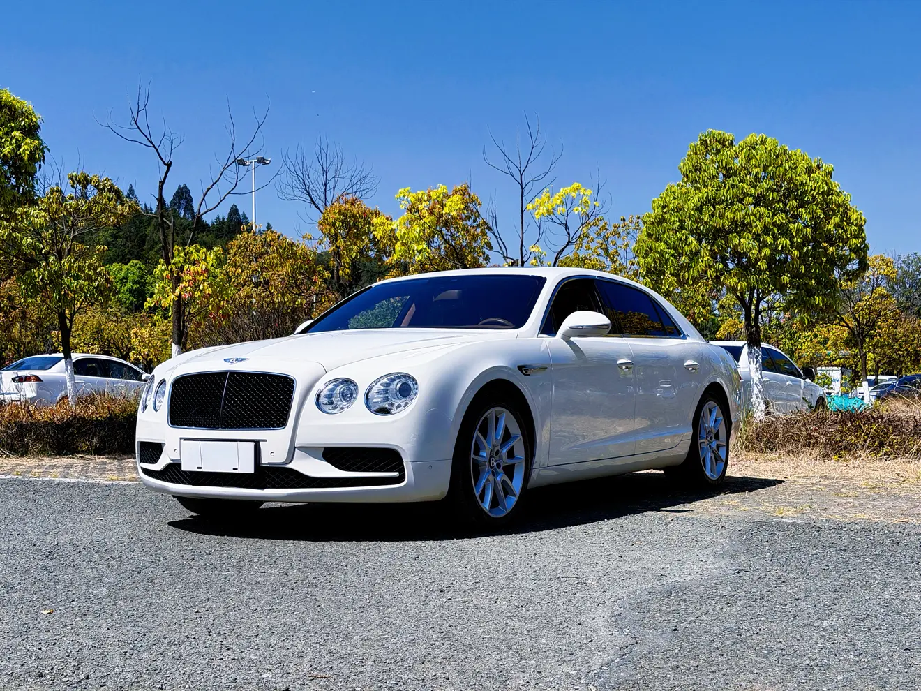 Bentley Galloping