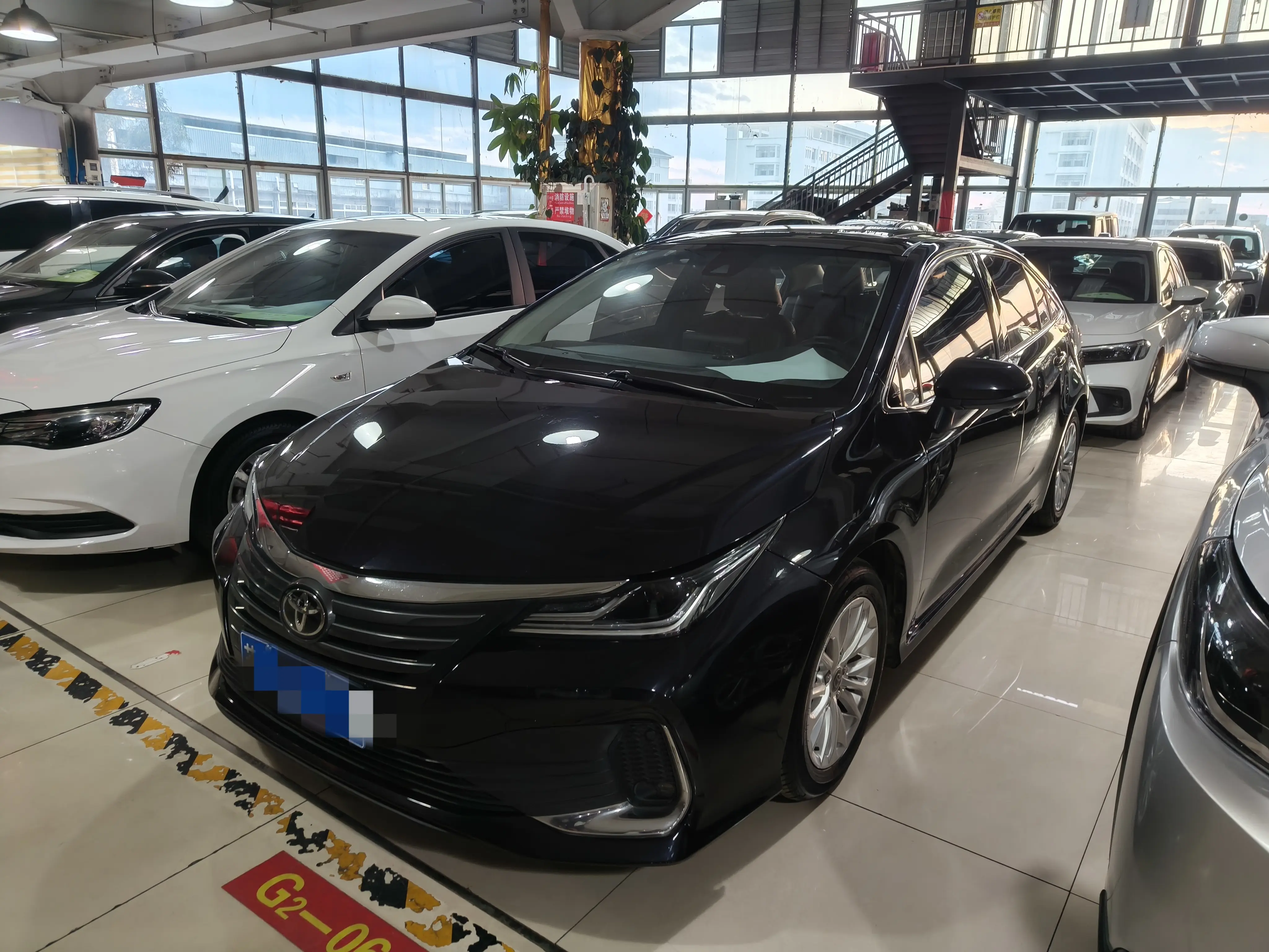 Toyota Asiatic lion