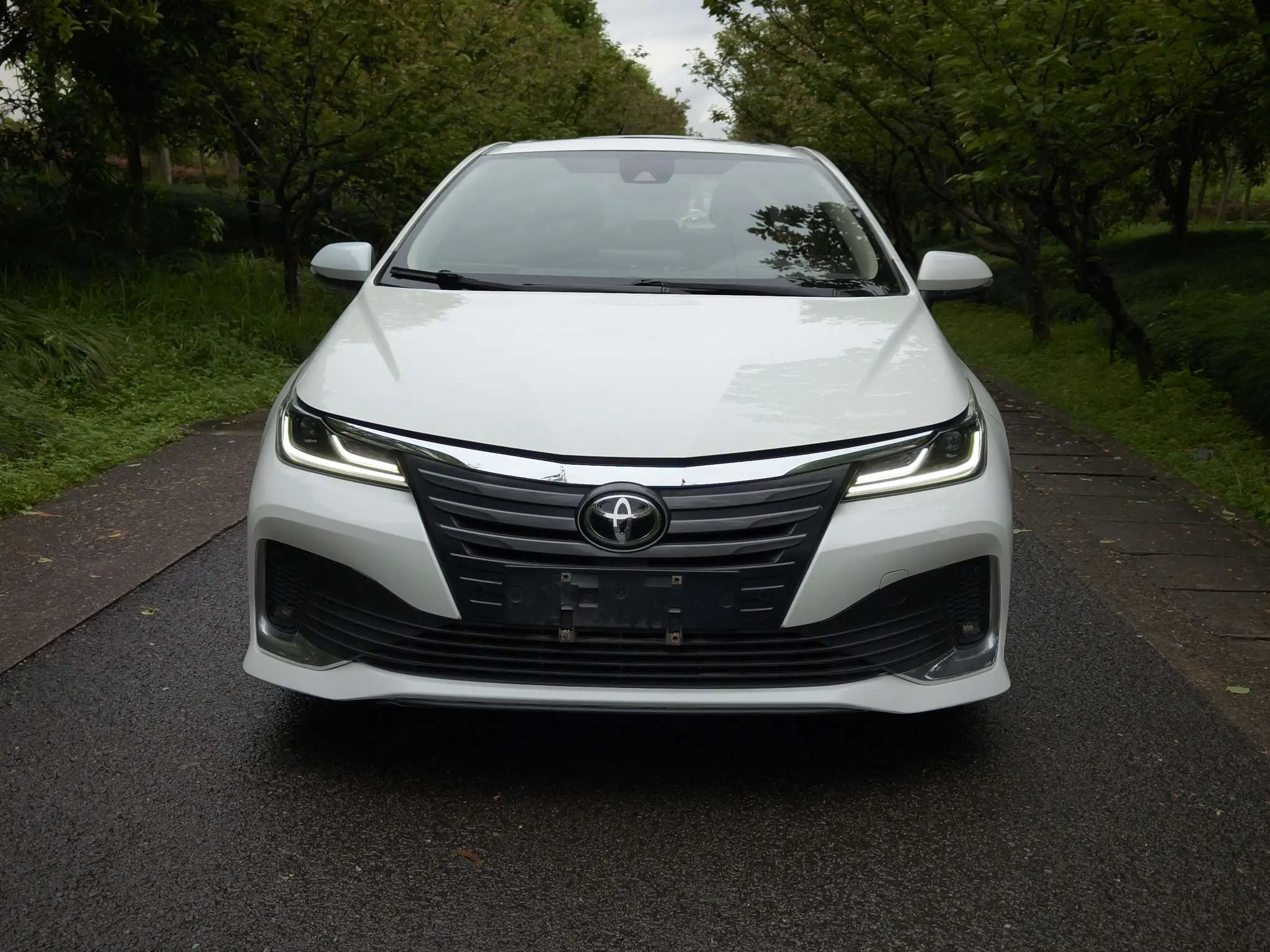 Toyota Asiatic lion