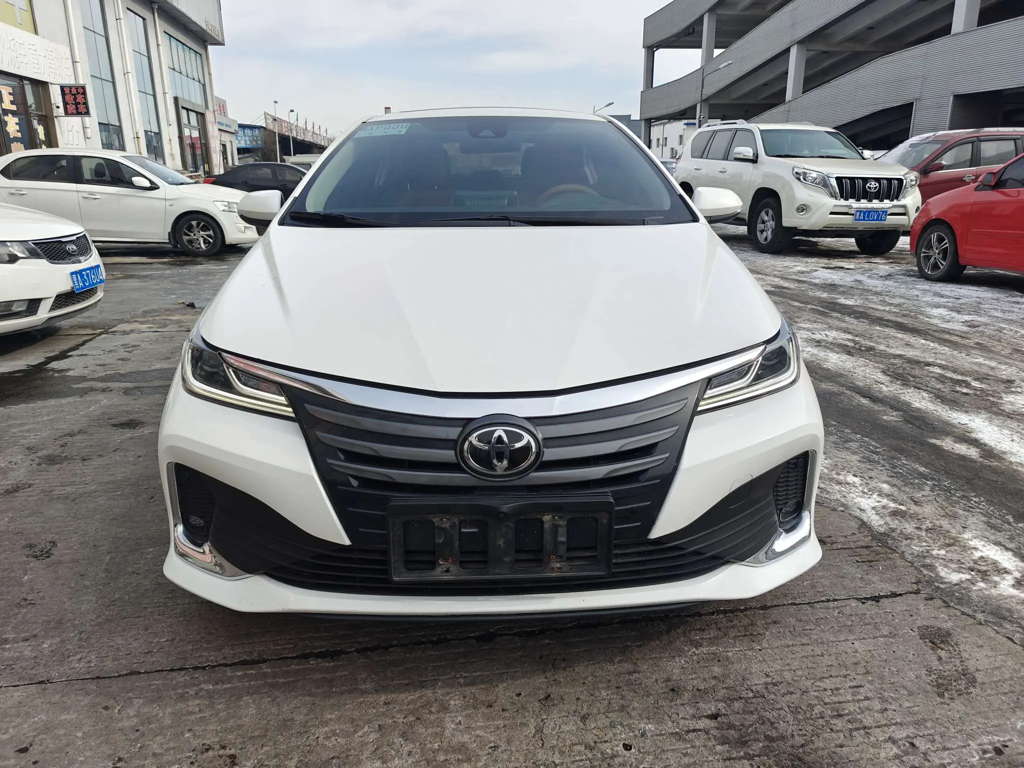 Toyota Asiatic lion