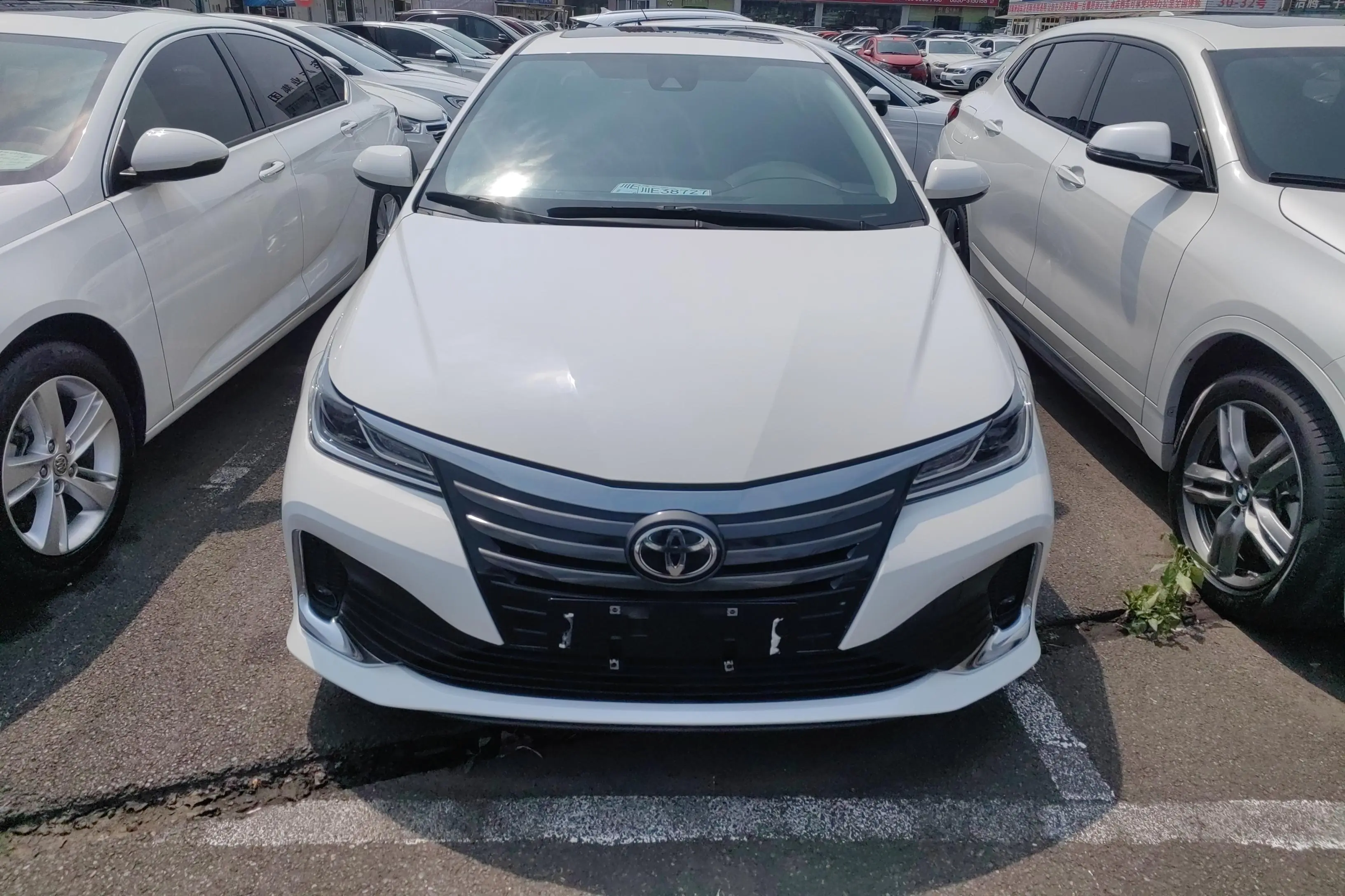 Toyota Asiatic lion