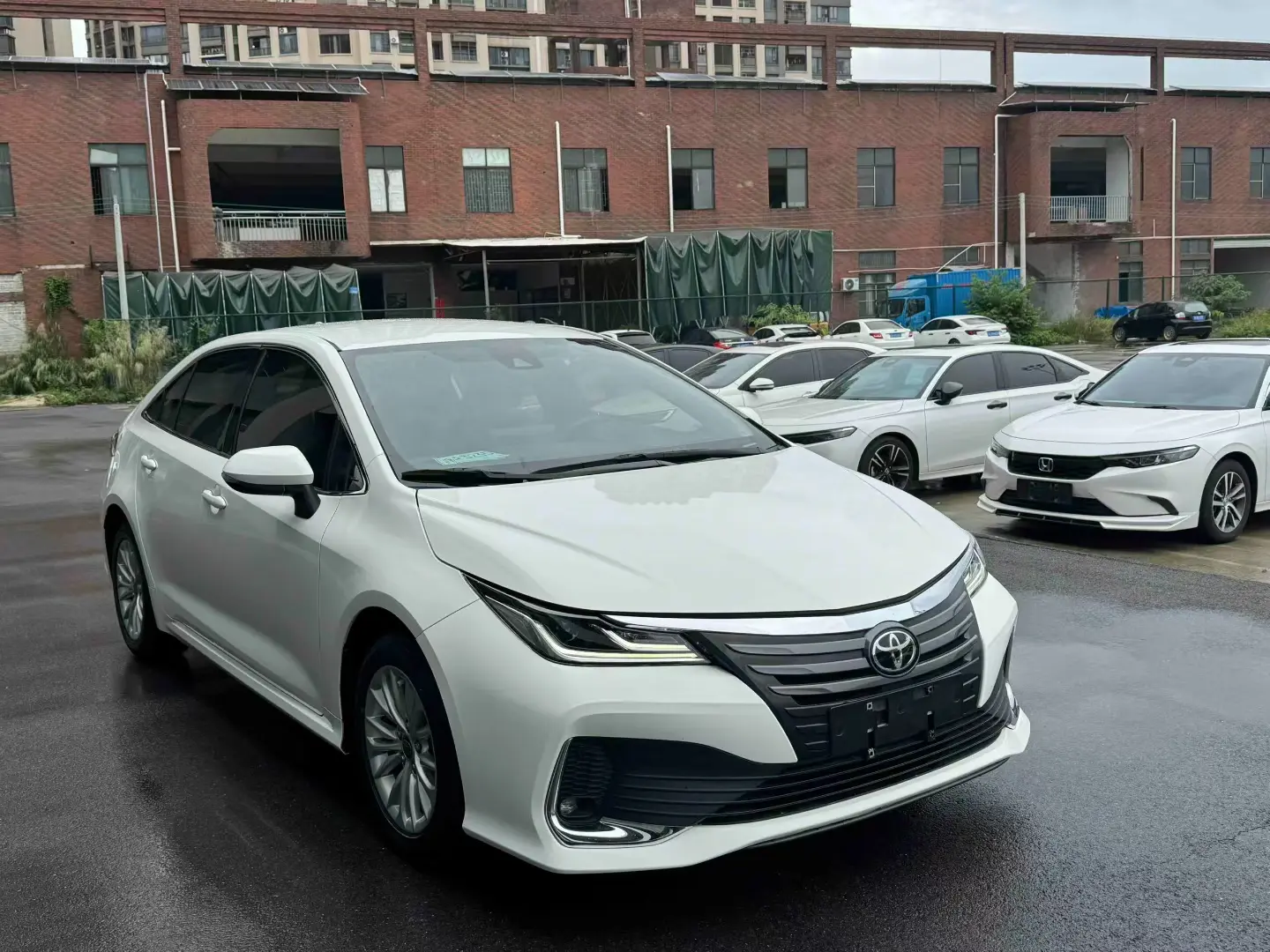 Toyota Asiatic lion