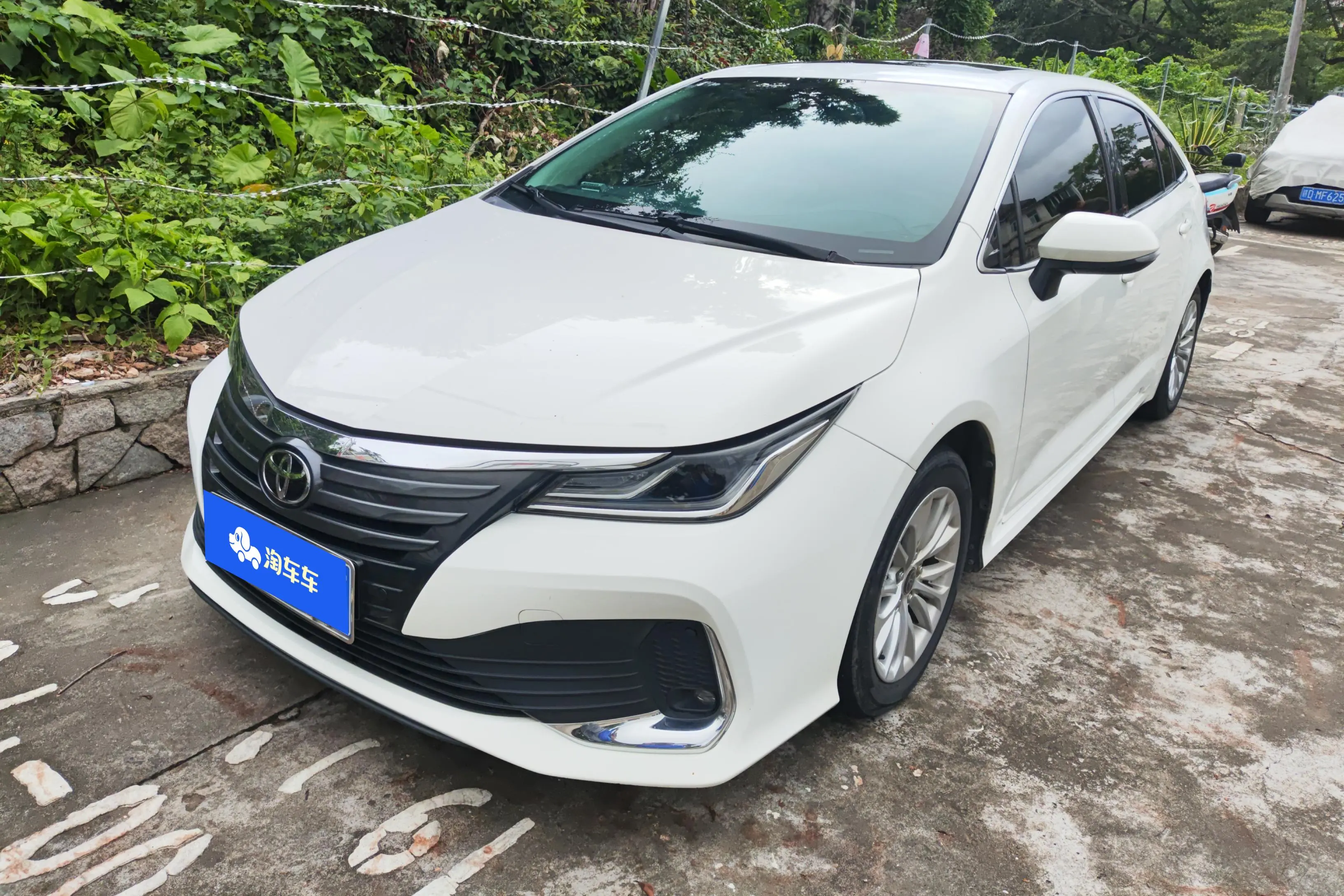 Toyota Asiatic lion