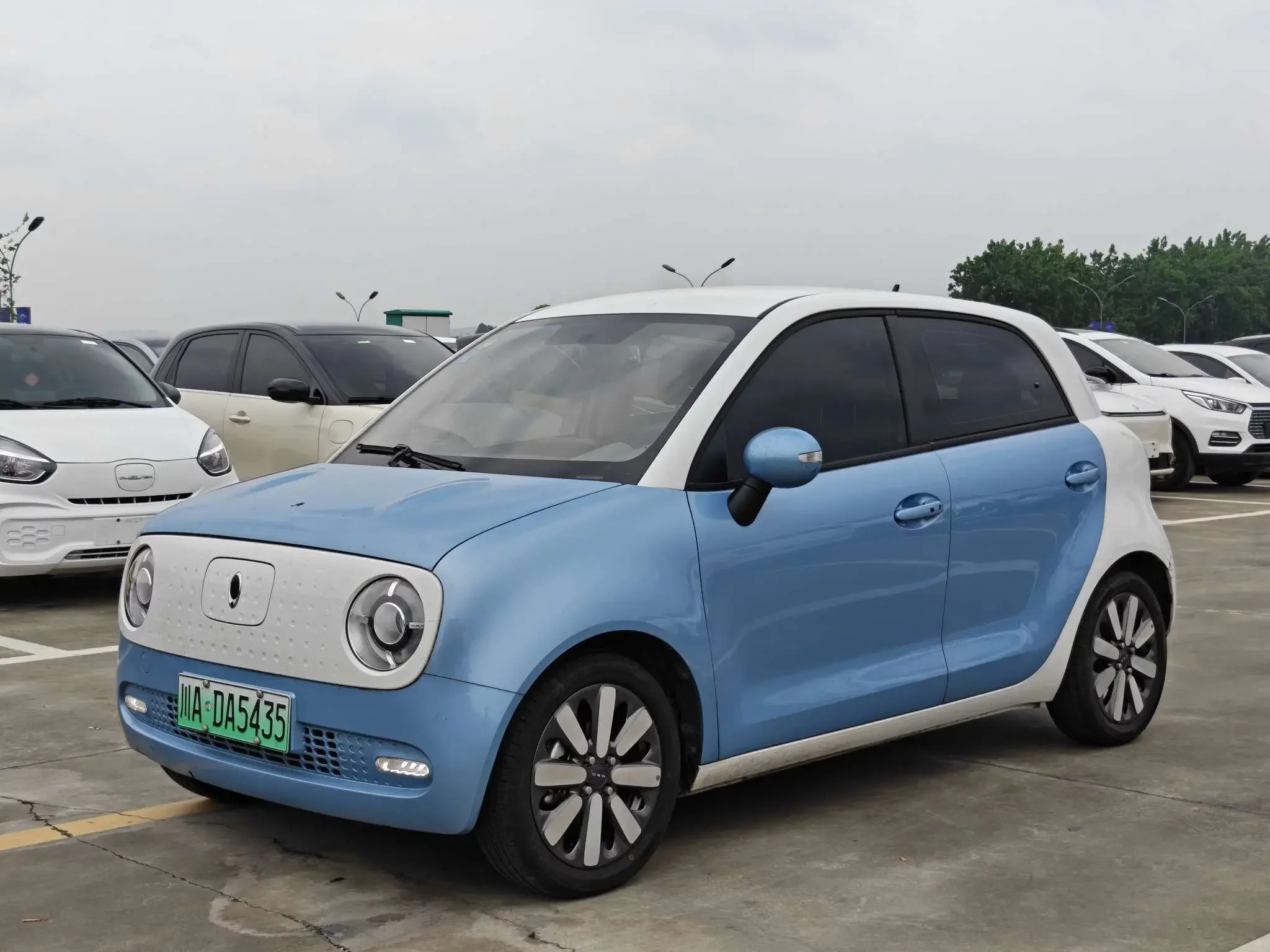 ORA Euler black cat