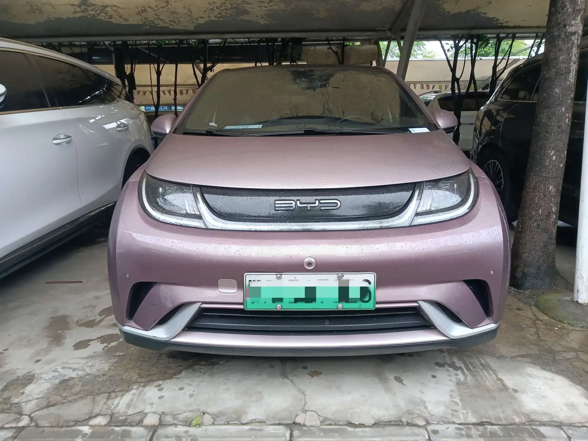 BYD dolphin
