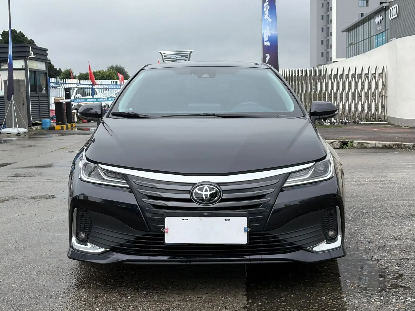 Toyota Asiatic lion