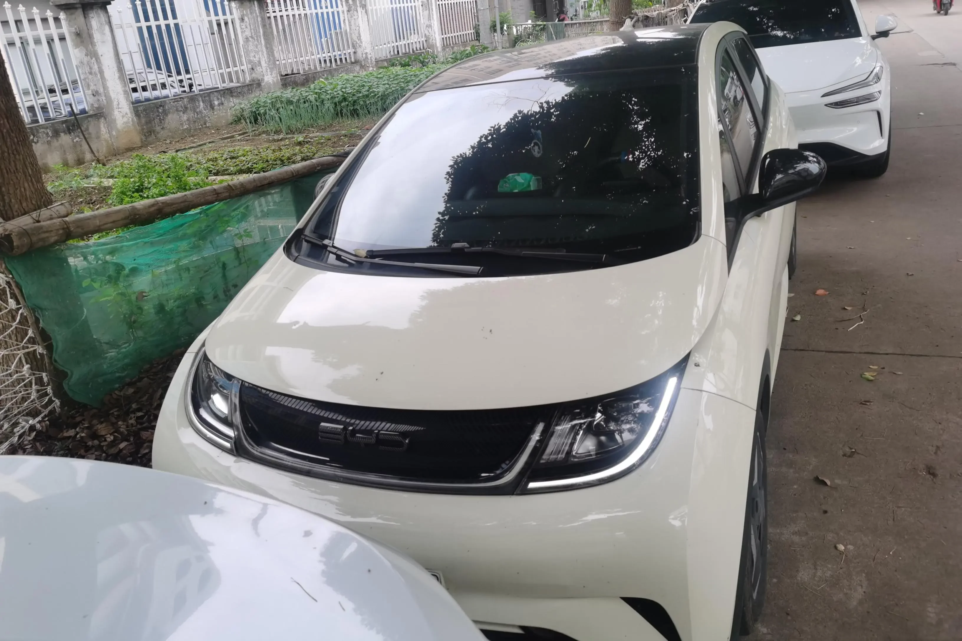 BYD dolphin