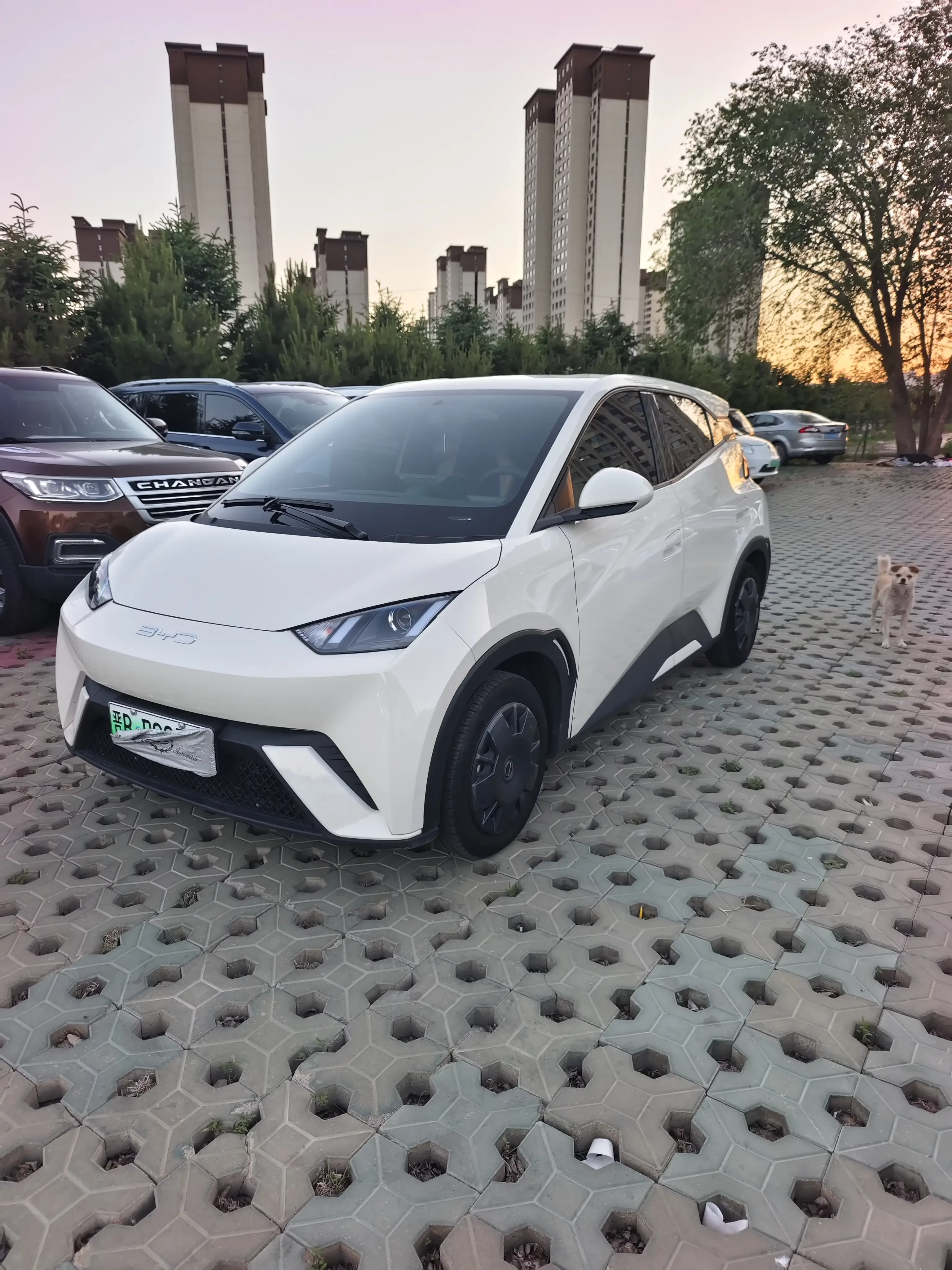 BYD seagull