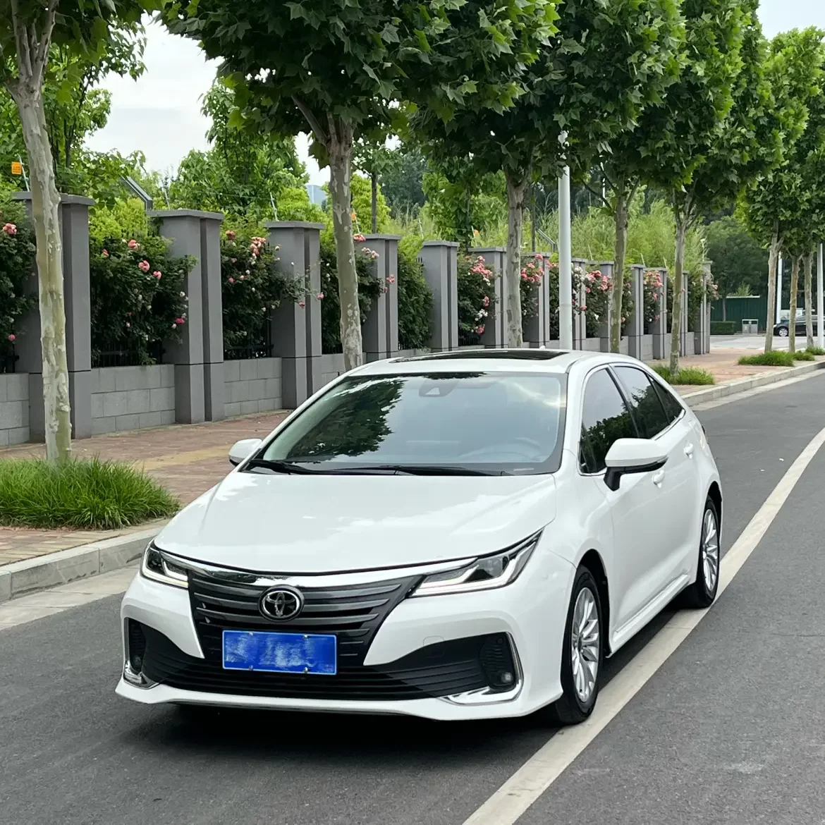 Toyota Asiatic lion