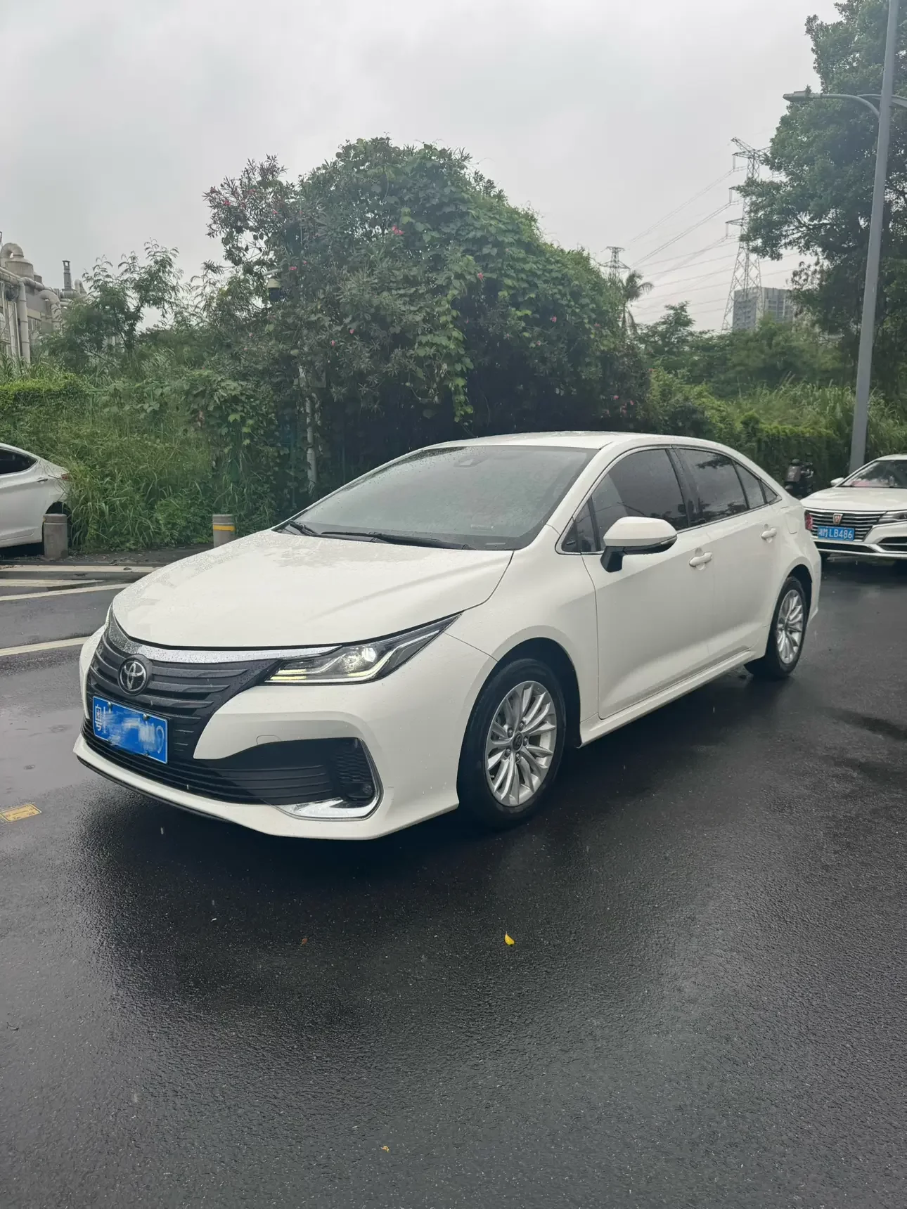 Toyota Asiatic lion