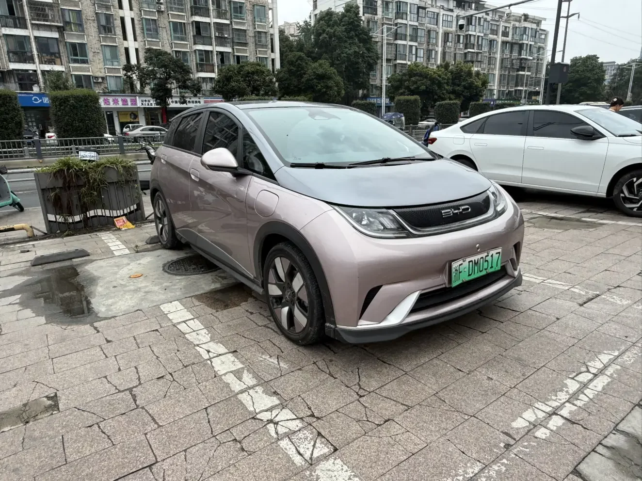 BYD dolphin