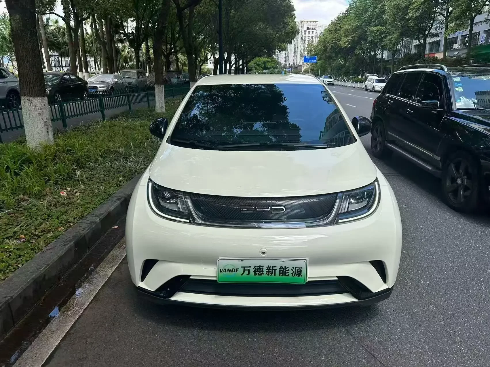 BYD dolphin