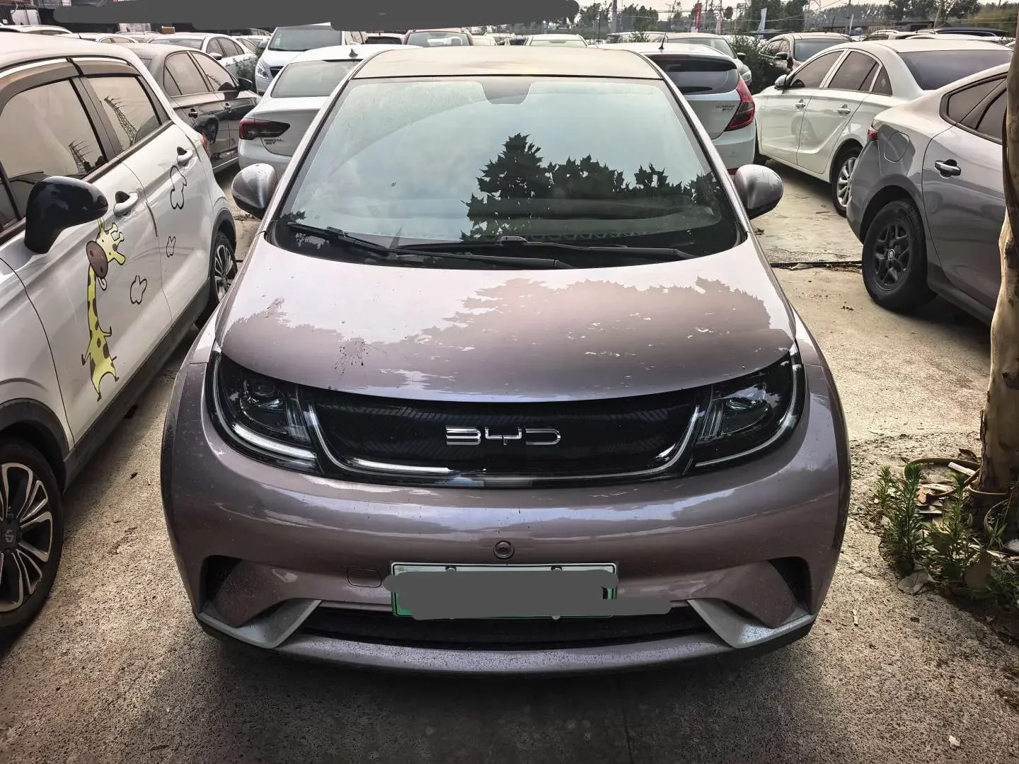 BYD dolphin