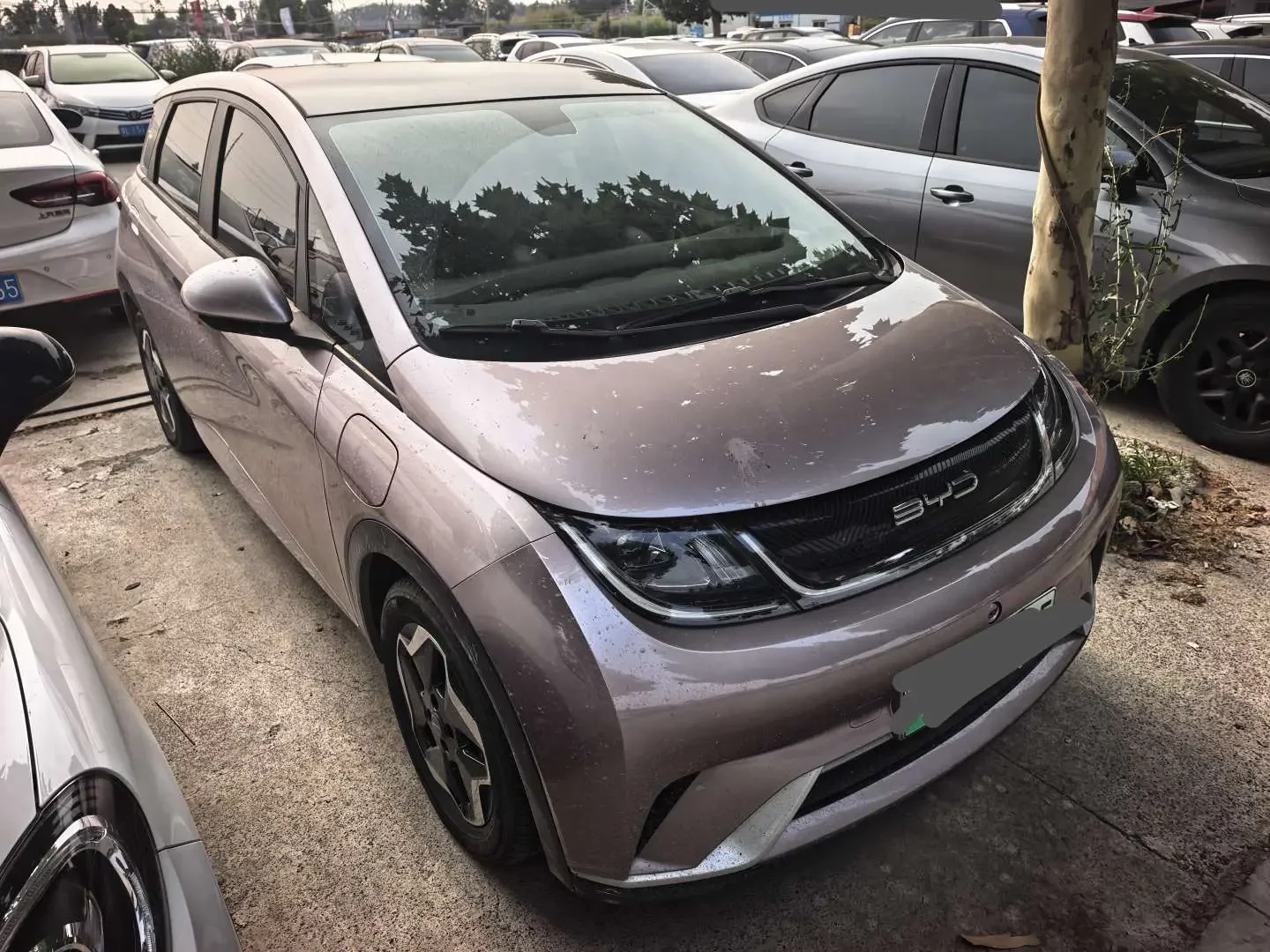 BYD dolphin