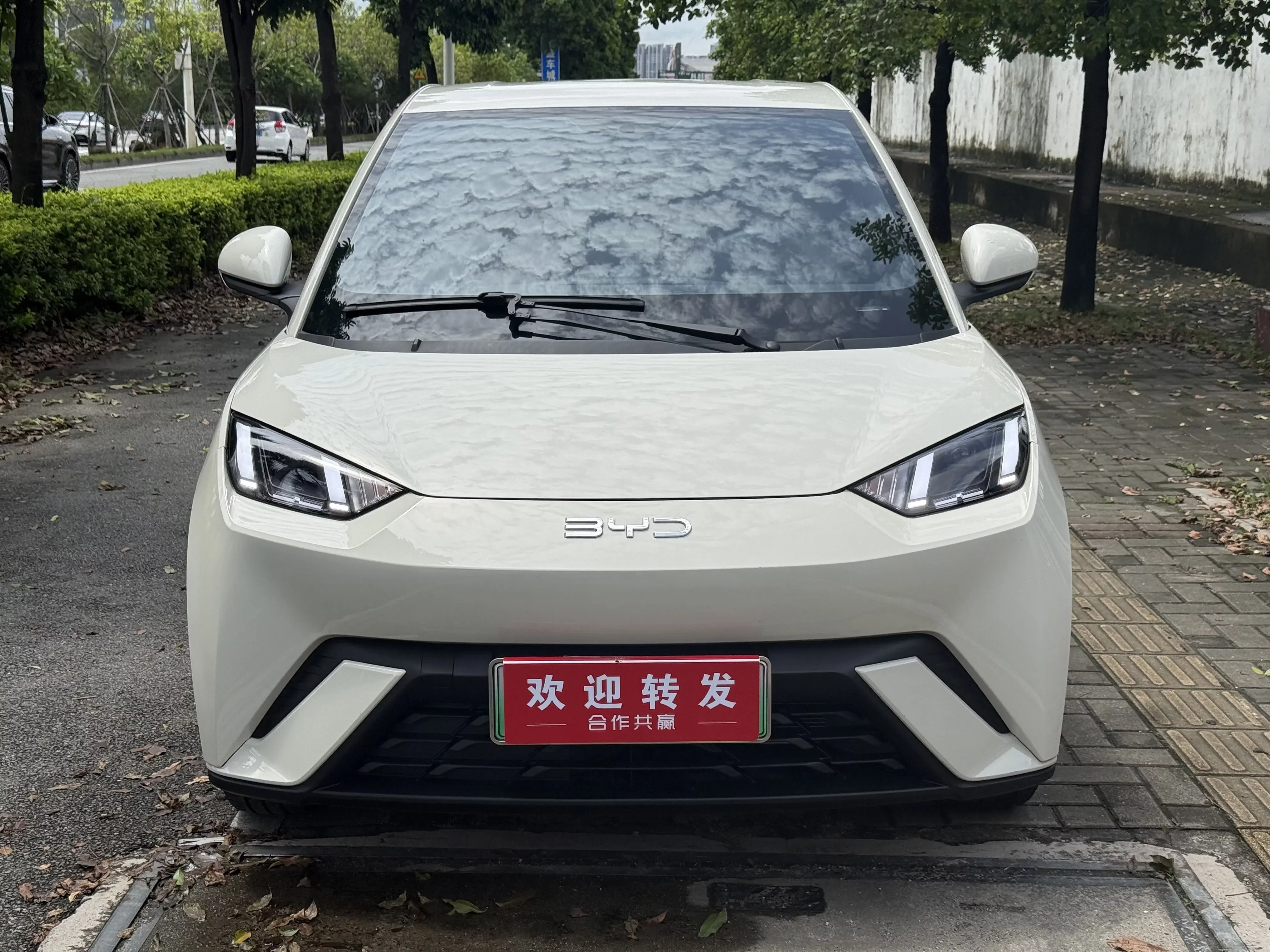 BYD seagull