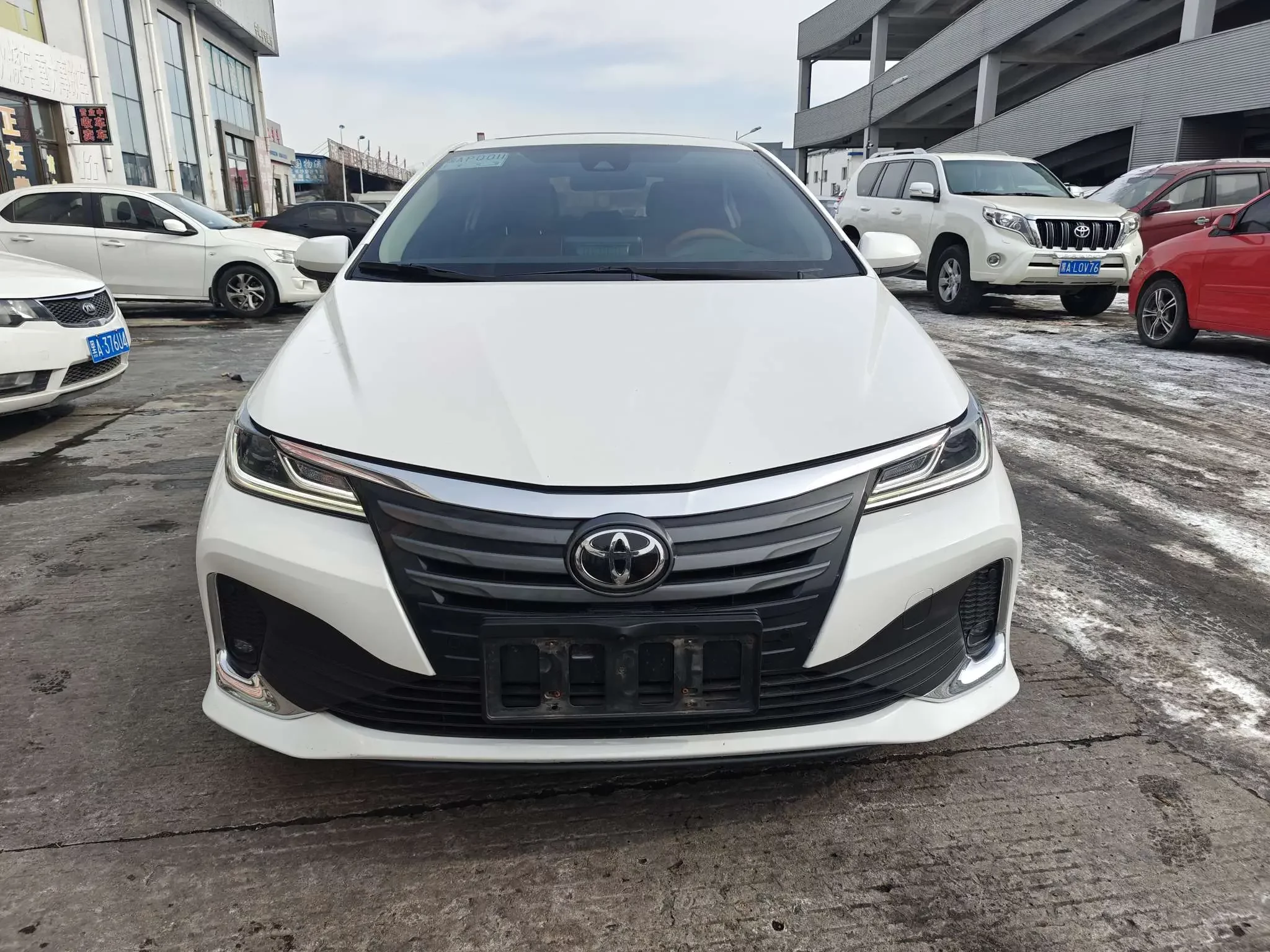 Toyota Asiatic lion