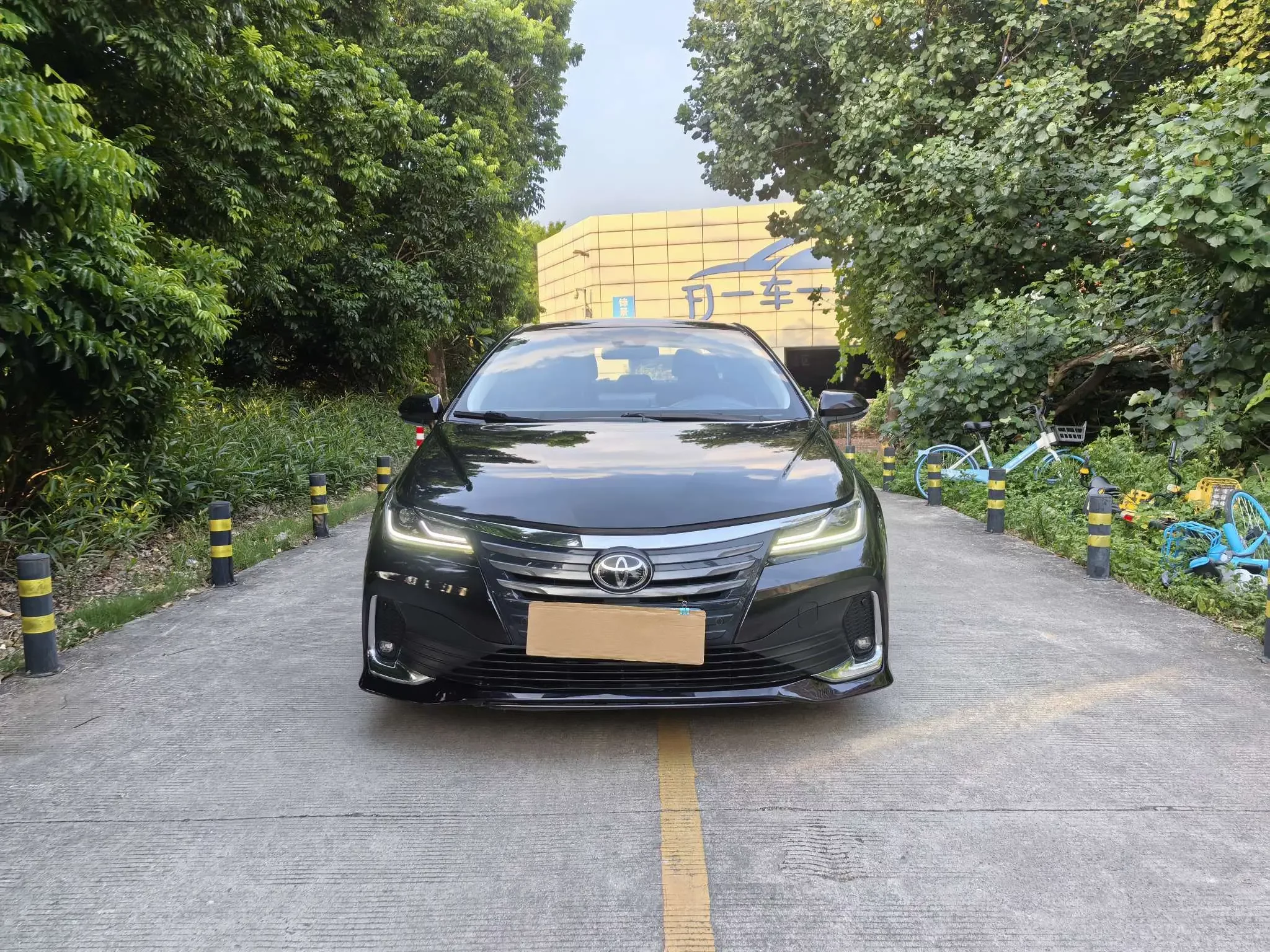 Toyota Asiatic lion