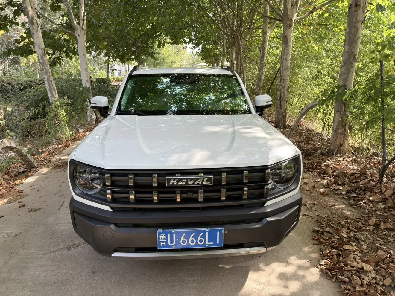 Haval cool dog